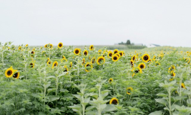 New York Vineyard Wedding | Elizabeth Millay Photography