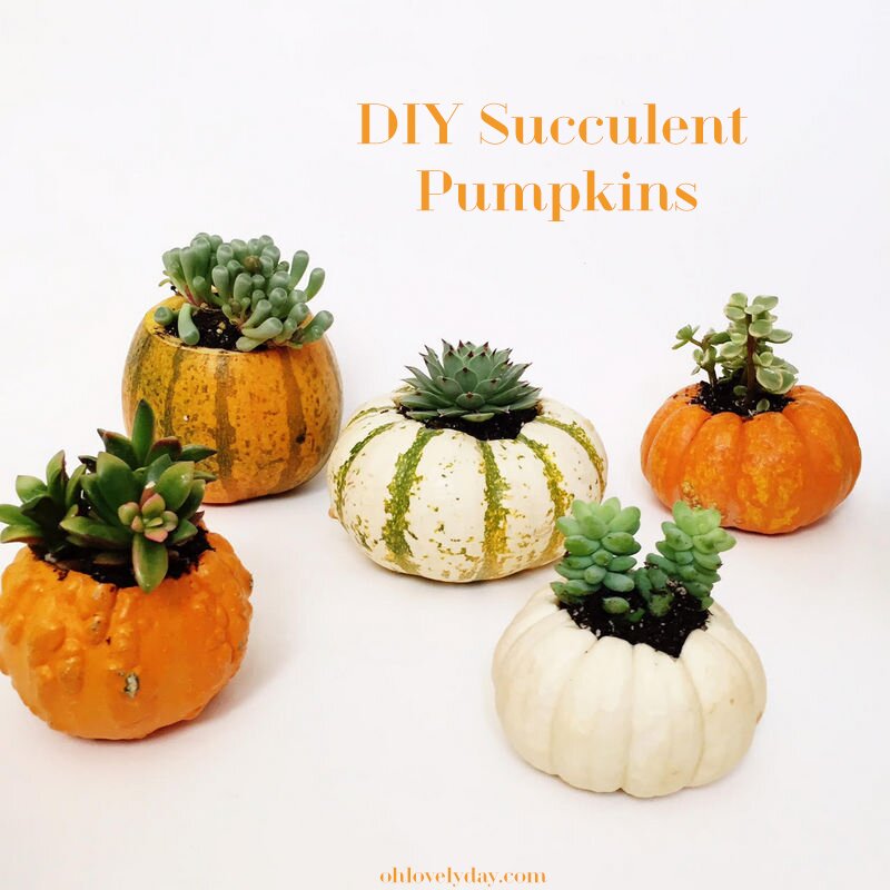 These DIY succulent pumpkins combine are so easy to make and so fun for fall decorating and gifting! A must pin and make!