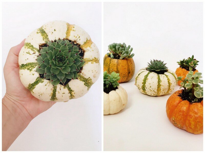 These DIY succulent pumpkins combine are so easy to make and so fun for fall decorating and gifting! A must pin and make!